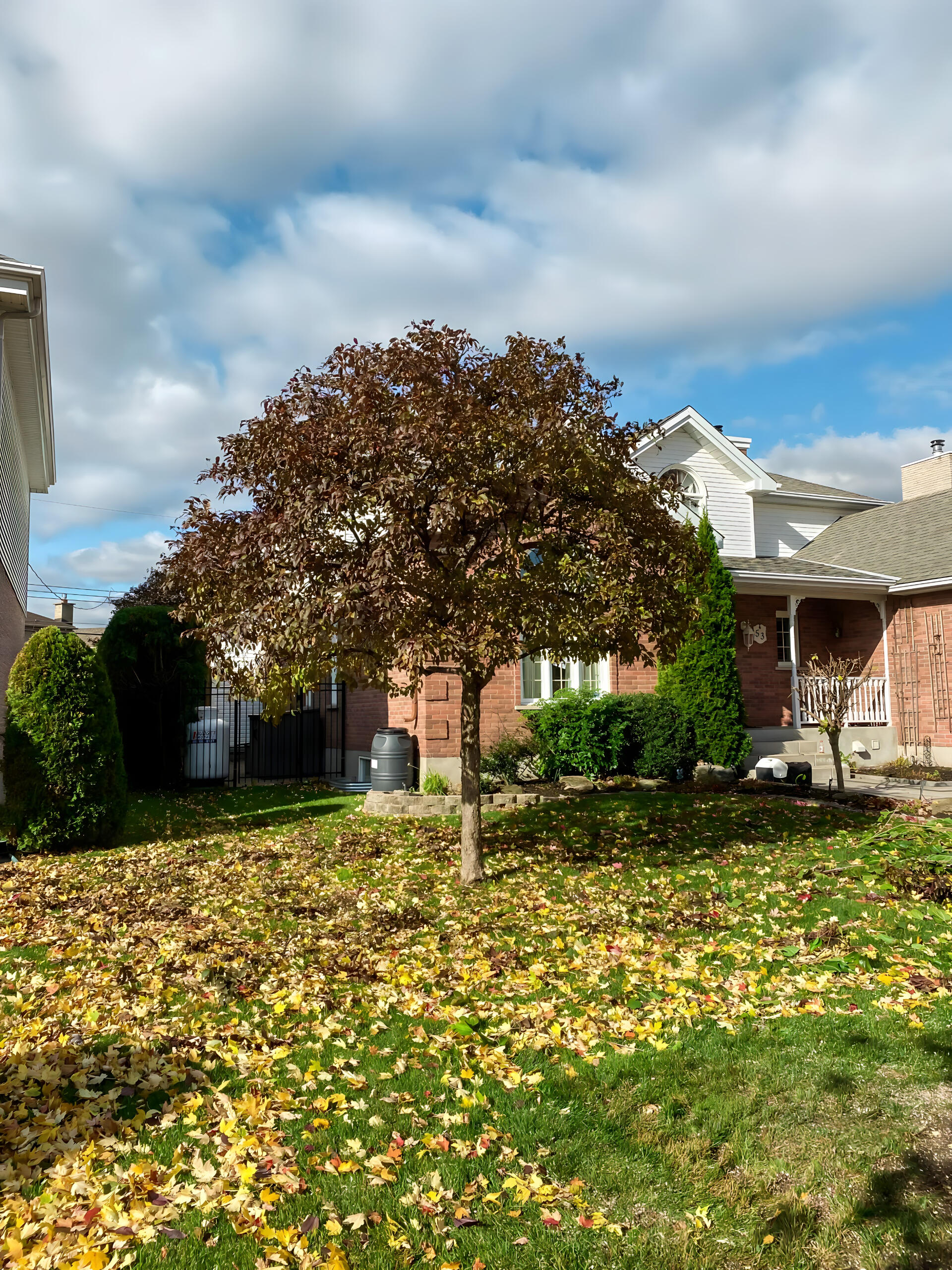 Tree Planted on a front yard