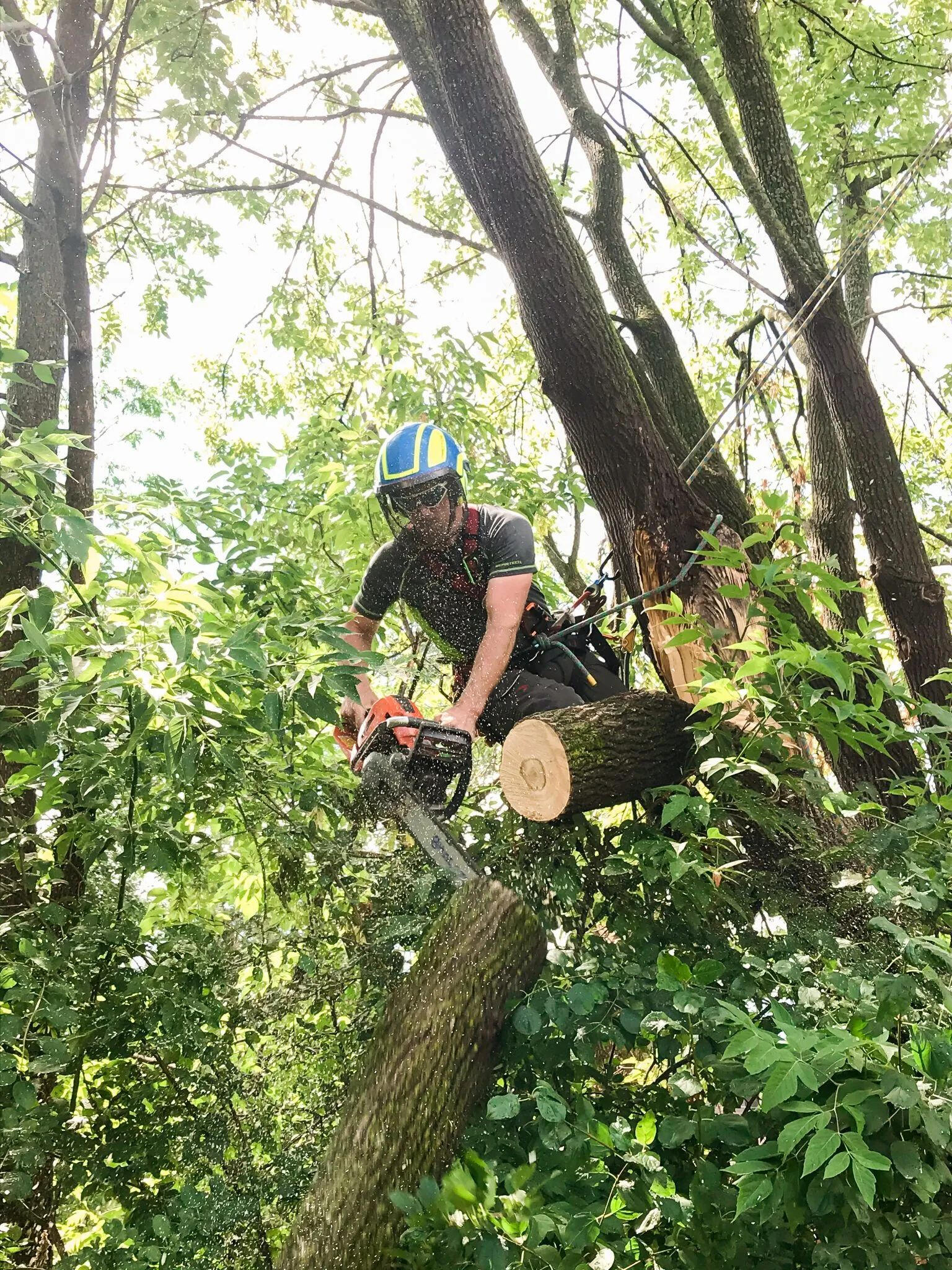 Paysages Vision Landscapes Employee in a Tree